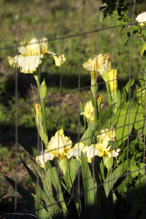 Dublin Farm Bed & Breakfast Bagian luar foto